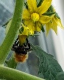 WORKING BEE ON TOMATOE FLOWERS