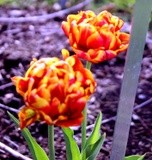 double tulips in bloom