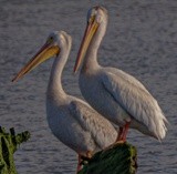 Pelicans at the Schooner Forester - July 2023