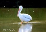 American White Pelican 