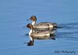 Northern Pintails