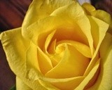 A Yellow Rose For You!