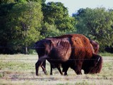 Big Buffalo