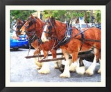 Davenport Clydesdales