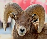 Rocky Mountain Big Horn Ram