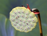 Green Lotus Pod