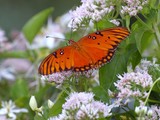 Gulf Fritillary 31