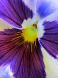 Pansy