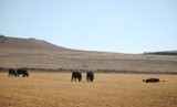 Grazing Cows