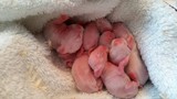 8 Baby Bunnies, 3 days old