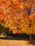 Charlottesville Tree