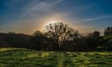 Dawn through the Oak - January 2020