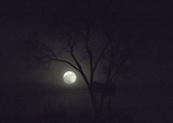 Moon under Tree
