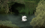 swan 1