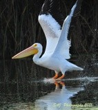 American White Pelican 