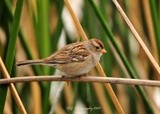 White-crowned Sparrow