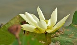 Late July Lotus