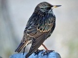 STARLING CLOSE TO ME ON A BENCH .