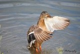 Female Mallard