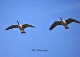 Canadian Geese 