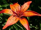 Oriental Lily