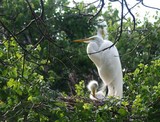 Great Egret Nest 2014