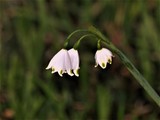 Snowdrops