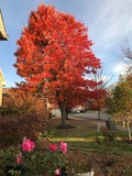 Fall in Lexington