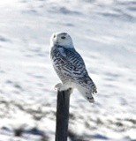 Artic Snow Owl