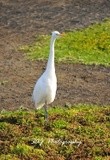 Great Egret 