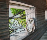 Little Barn  Owl