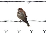 Fluffy Lark Sparrow