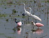 Egrets, Herons & Spoonbills