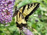 Butterfly Bush