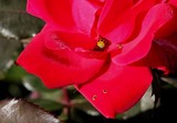 Buggy Rose