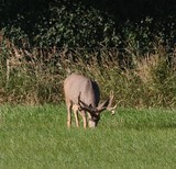 mule deer buck in velvet