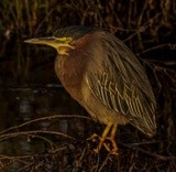 Green Heron in the Morning Light - January 2022