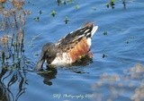 Northern Shoveler