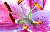 Bright Pink Lily