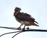 Windblown Hawk