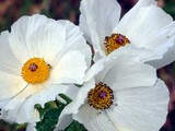 Prickly Poppy Blooms