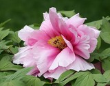 Tree Peony