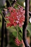 FRINGED HIBISCUS