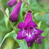 AMETHYST PENSTEMON  ..