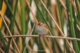 White-crowned Sparrow