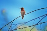 Allen’s Hummingbird 