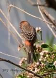 House Finch