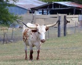 Longhorn Cow 037