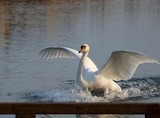 Swan Splashdown