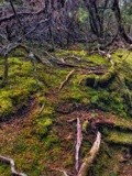 Lichen Forest